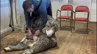 Shearing big merino Sheep | #sheep #farmer