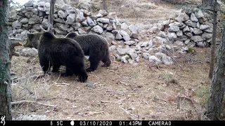 Brown bears in Croatia on camera trap - NatureSpy x Bioterra