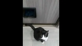 Автоматический кошачий туалет  Ретроспектива