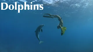 IMAX Dolphins trailer