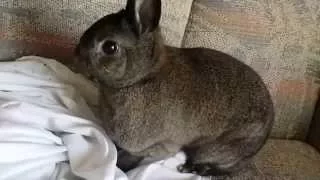 Pet Rabbit Thumping