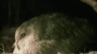 Kakapo Parrot 'BOOMING' Mating Call New Zealand (HEAVIEST PARROT IN THE WORLD)