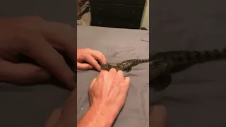 Baby Croc rescue 🐊 I