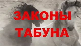 ЛОШАДИ  - Законы табуна