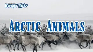 How do Arctic Animals survive in cold weather?