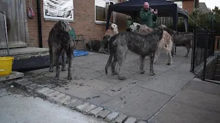 Irish Wolfhounds Howl For Heroes in Austonley || ViralHog