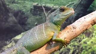 Colors Of The Reptiles (Lizards & Chameleons) 4k/30fps HDR (ULTRA HD)