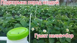 Подкормка гуматом калия + бор вовремя цветения клубники квики и клери ,кусты второгодки