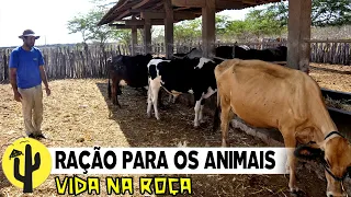 [VIDA NA ROÇA] VAQUEIRO Fuquinha coloca Ração para as Vacas e para os Bezerros - Parte 04 🌵
