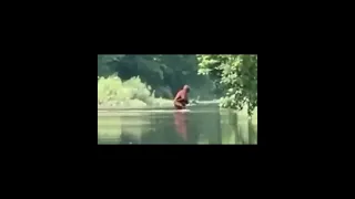 Sasquatch Crossing River Carrying Infant Bigfoot on Video