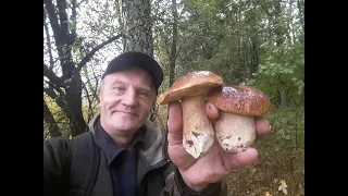 Теперь я знаю где искать белые грибы! Тихая охота продолжается! Сентябрь 2021 год.