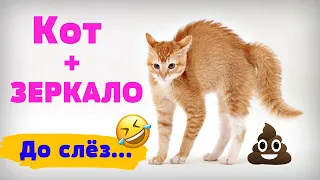 Смешные видео про котов! Кот и зеркало! Смешные видео! Приколы про котов! Выпуск №9