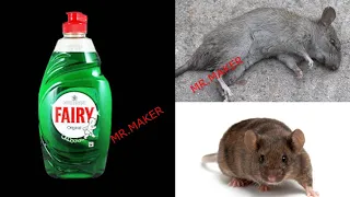 Washing Up Liquid MAGIC | How To Kill Rats Within 10 minutes || Home Remedy || Magic Ingredient |
