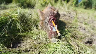 ARCHERY HOG HEADSHOTS COMPILATION!