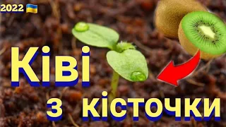 Коротко як посадити ківі з кісточки 2022