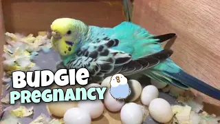 6 Signs That Your Budgie is Going to Lay Eggs