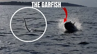 Giant Bluefin Tuna Eats a Garfish at the Surface - Incredible footage!