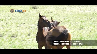 #Тува24 Республика Тыва 17 кожуунов: Тес-Хемский кожуун, Эзир Кара