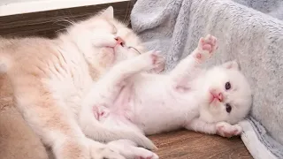 Kitten happily and lovingly walks around the mother cat who is taking care of its siblings.