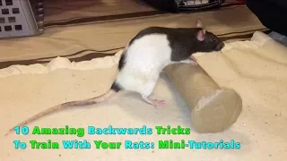 10 Amazing Backwards Tricks To Train With Your Rat(s): Mini-Tutorials