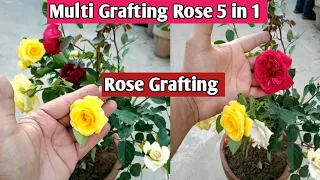 Multi Grafting Rose plant 🌹🌷🌺 | Multi Grafting Flower | Flower Grafting |