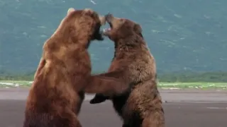 Grizzly man GRIZZLY FIGHT SCENE (HD)