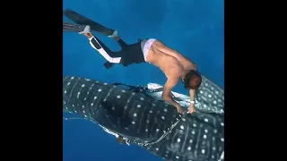 Shark Whale Rescue [Diver helping D Shark whale] Trapped by a rope and cut her Fin