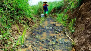 Wow Amazing Lot Of Snail Season - Catching Mud Crab Under Flow Water From Canal