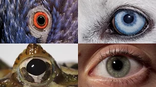 Watch: How Animals and People See the World Differently | National Geographic