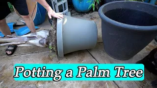 Repotting a Palm Tree || How I do