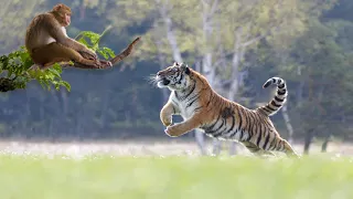 Clash of the Titans: Tiger vs  Monkey A Battle of Strength and Wits