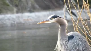 Great Blue Heron Quietly Calling