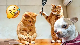 Try Not To Laugh 😅 New Funny Cats And Dogs Video 😽