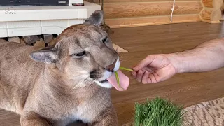 Puma Messi is eating green onions! 