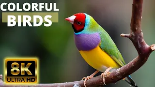 8K Beautiful Birds - Collection of Rare Birds in the World in 8K ULTRA HD Movies with captions