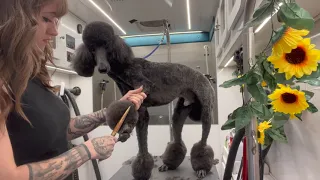 Grooming my Standard Poodle