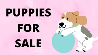 Learn English through story| English stories| puppies for sale