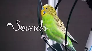 Most Beautiful Budgie songs Ever: Budgies singing and chirping