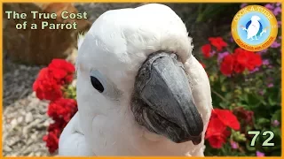 The True Cost of a Parrot | Ep.72: What Bird Stores Don't Say | Cockatude: Cockatoos with Attitude