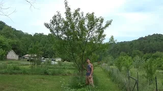 4 Year Peach Tree NEVER Pruned !!!