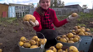 ВОТ ЭТО УРОЖАЙ. БАРОН ПОЗНАКОМИЛСЯ С НАШИМИ ПИТОМЦАМИ. ИЗ ГОРОДА В ДЕРЕВНЮИ 642