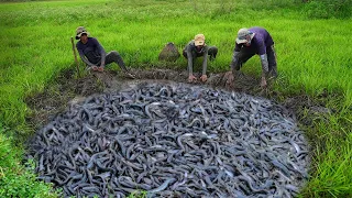 Real Fishing Under Muddy & Green Grass in Dry Season - Unique Dry Fishing By Three Smart Boy