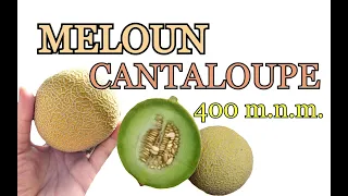 MELOUN CANTALOUPE | PĚSTOVÁNÍ MELOUNŮ | VÝSEV, VÝSADBA, PÉČE, OPORA, HNOJENÍ, SKLIZEŇ