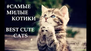 Лучшие приколы про котиков | Подборка смешных кошек и котят #8