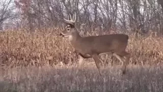 Easy Deer Food Plots with Frost Seeding