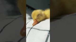 Cutest duck life tiktok by ducks_in_space