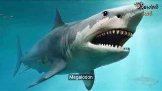 Top 5 Largest Prehistoric Sharks In History -  Unsolved Secret