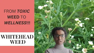 Toxic JAMAICAN HERB with IMPORTANT MEDICINAL USES / WHITEHEAD WEED (Parthenium Hysterophorus)