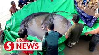 300kg fish caught in Cambodia said to be 'world's largest'