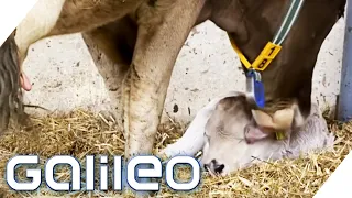 Schmeckt die Milch von glücklichen Kühen wirklich besser? | Galileo | ProSieben